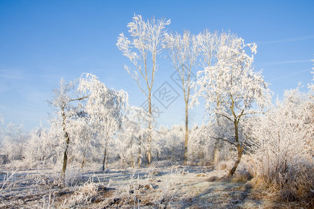 冬季风景森林中的树木覆盖着无霜和清蓝的天空冬季风景树木覆盖着无霜和清蓝的天空图片