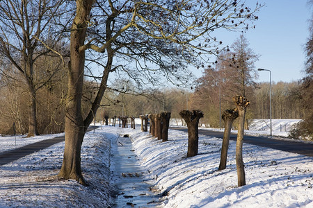 荷兰农村景观冬季有沟渠和授粉柳树而土地被雪覆盖图片
