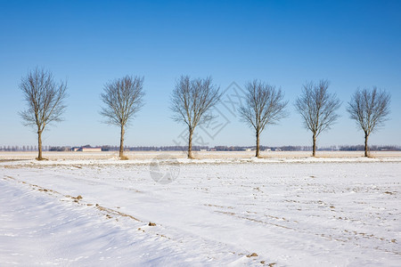 被白雪覆盖的乡村道路和树木图片