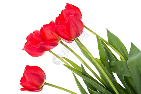 片场照红色郁金香花的朵红色郁金香的花朵红色郁金香的花朵白色的花朵图片