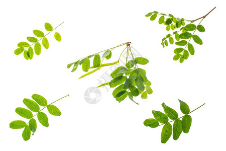 小树枝与绿叶隔绝在白色背景上工作室照片图片