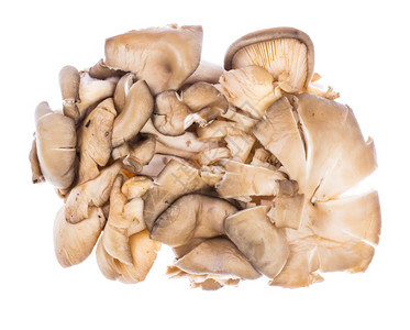 新鲜灰牡蛎蘑菇健康营养图片