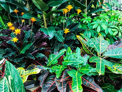 装饰植物叶子背景工作室照片高清图片