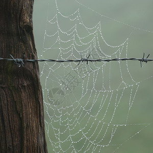围栏和蜘蛛网图片