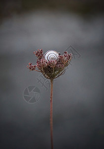 花上的蜗牛背景图片