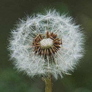 蒲公英矢量蒲公英花背景