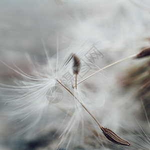 花生种子图片