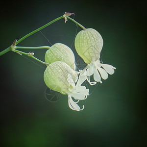 黄花图片