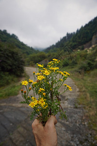 黄花图片