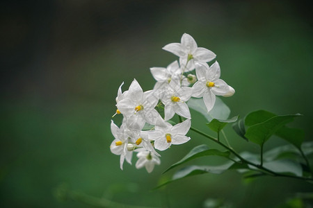 白花背景图片