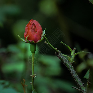 红玫瑰花背景图片