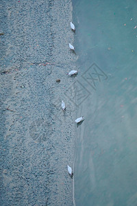 湖中海鸥图片