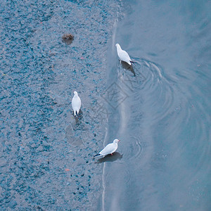 湖中海鸥图片