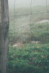 围篱中的蜘蛛网图片