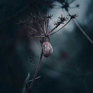 植物上的蜗牛背景图片