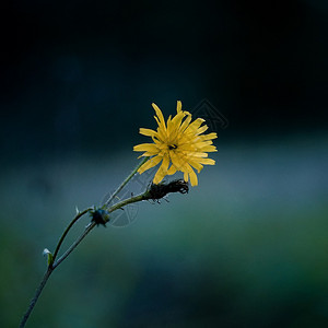 黄花图片