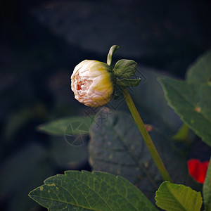 白花背景图片