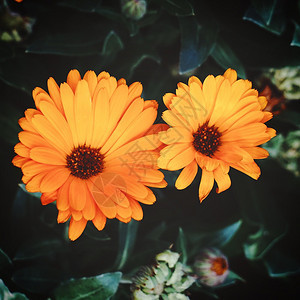 在大自然的花园里浪漫橙色花朵图片