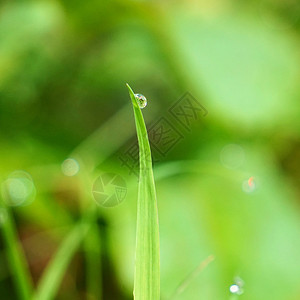 矢量草绿草上滴背景