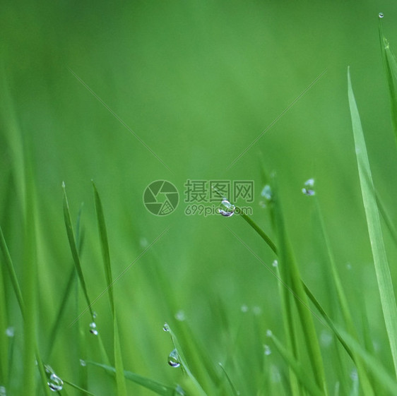 绿草上有雨滴图片