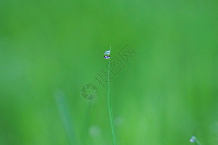 园里的绿草上有雨滴图片