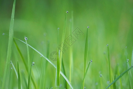 园里的绿草上有雨滴图片