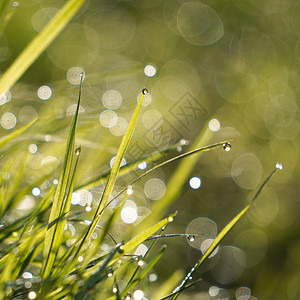 草地上有雨滴图片