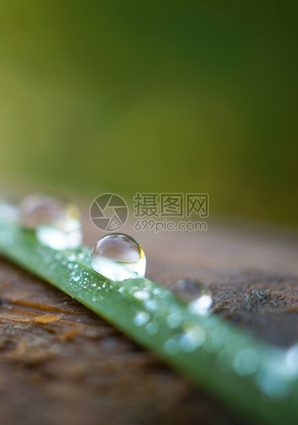 园中绿草上的雨滴图片