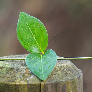 自然中的绿植物叶图片