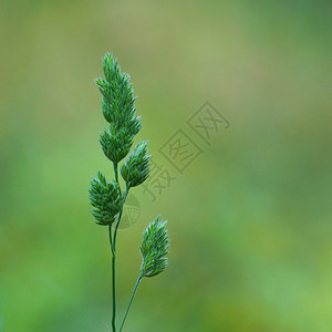 花园中的绿色朵大自然中的绿色花朵图片