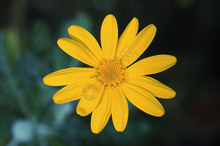 自然界中美丽的黄花植物图片
