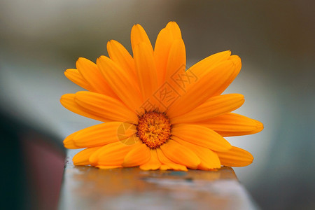 自然界的浪漫橙色花朵植物图片