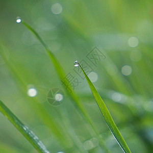 园里的绿草原上有雨滴图片