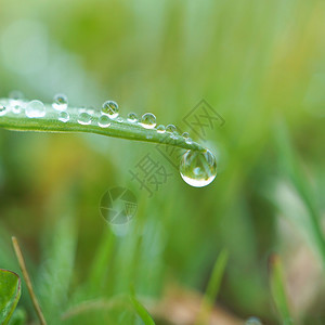 自然界的绿草原上有雨滴图片