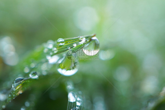 绿草地上的雨滴图片