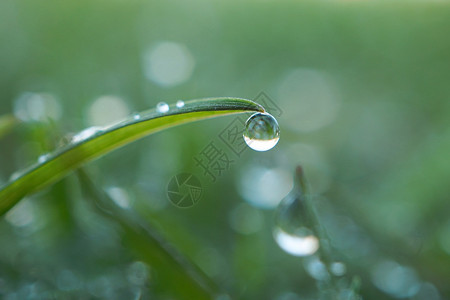 矢量草绿草地上的雨滴背景