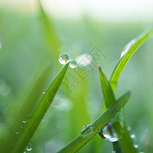 绿草地上的雨滴图片