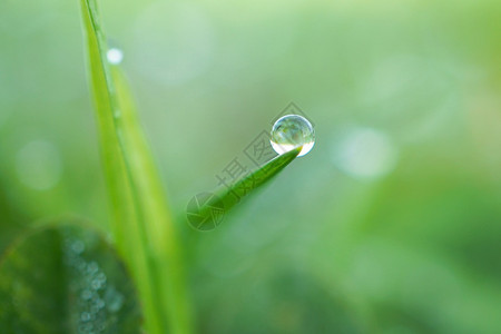 绿草上有雨滴图片