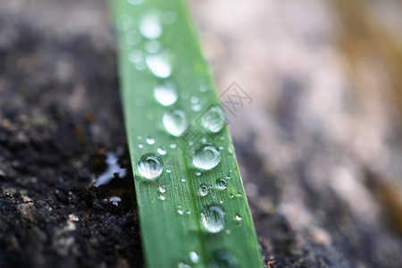 田园里叶子上的雨滴近景图片