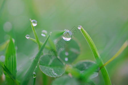 绿草地上的雨滴图片