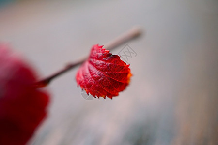 美丽的红树叶背景图片