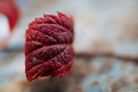 自然质的红树叶背景图片