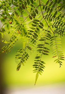 自然中美丽的绿树叶背景图片