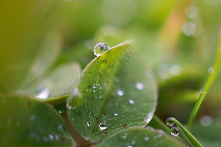 植物上有雨滴图片