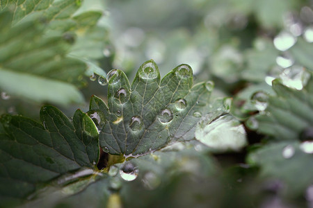 翠绿的植物上有雨滴图片