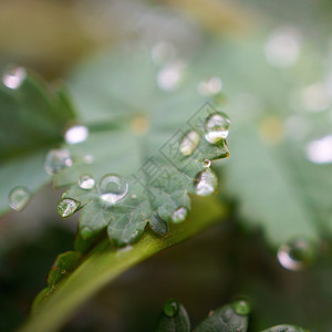 翠绿的植物上有雨滴图片