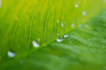 自然界中的绿植物叶上雨滴图片