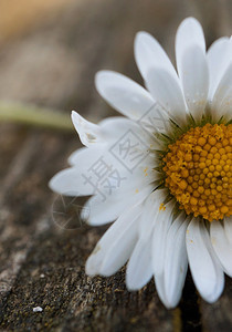 自然中的白菊花图片