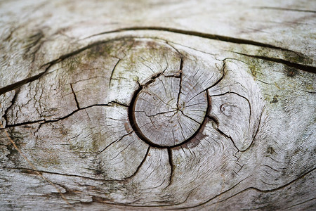 矢量树干抽象树干木质纹理背景