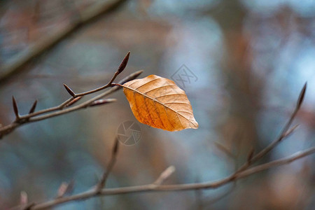 自然中的棕树叶图片